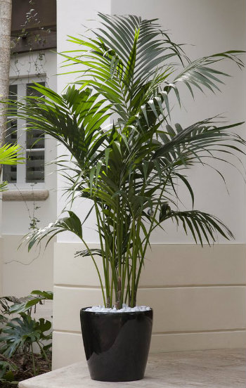 Lady palm